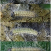 apor crataegi larva3 volg1